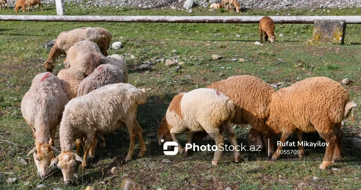 В Гёйгёле нашли большую часть украденных овец
