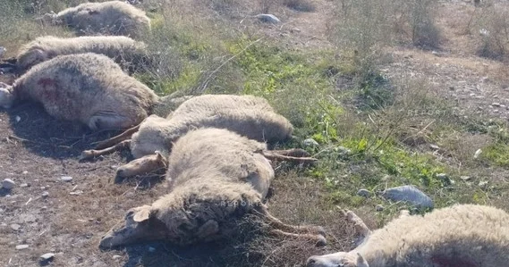 Kürdəmirdə mikroavtobus heyvan sürüsünə çırpılıb: 10 baş qoyun tələf olub