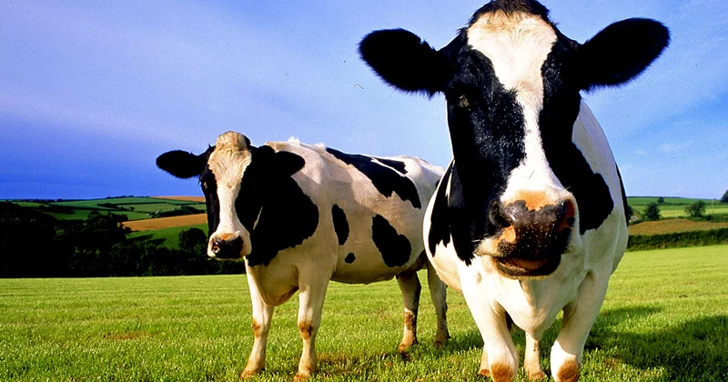 Стадо коров убило пожилую британку с собакой Minval Politika