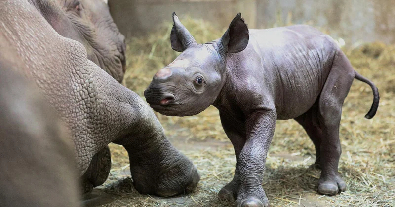 Эта страна хочет возобновить экспорт рогов носорога