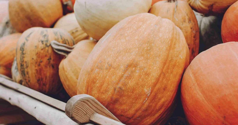 Boranının sağlamlığa xeyirləri