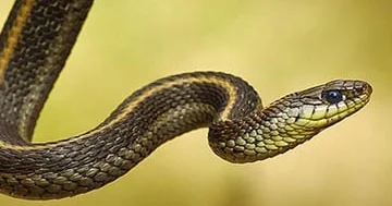 Ən təhlükəli ilanların dişləmələrinə qarşı universal serum hazırlanıb...