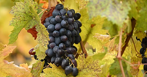 Bitki yarpaqlarında qocalmanı idarə edən molekulyar “açar” kəşf edilib...