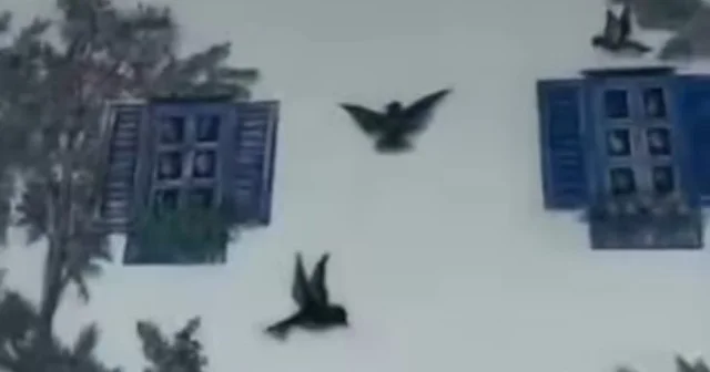 Zəngilandakı evinin divarında sənət əsəri yaratdı VİDEO