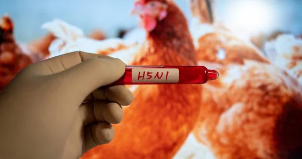 В Германии усиливают меры безопасности из за вспышки птичьего гриппа