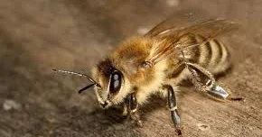 Arıların insanlara hücumları artıb