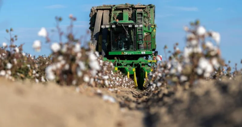 Pambıq sahələrindən 345 min 101 ton məhsul yığılıb orta məhsuldarlıq 34,35 sentnerə çatıb