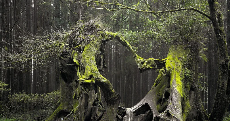Çoban 200 qoyunu ilə yoxa çıxdı, həmin yer UNO lara məskən oldu Fotolar
