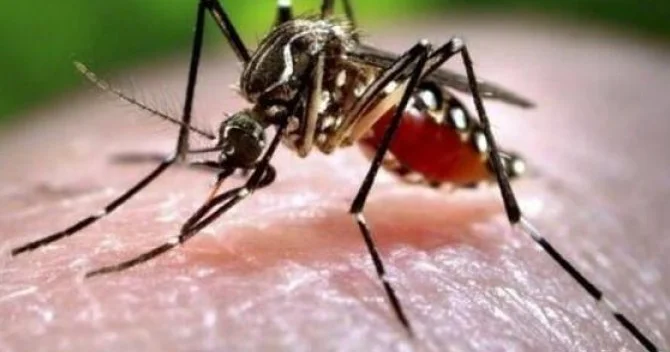 Kubanı ağcaqanad vasitəsilə yayılan viruslar cənginə alıb