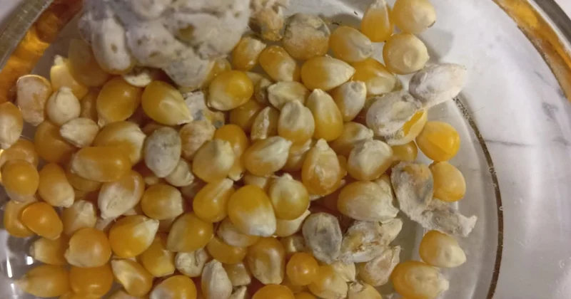 Bu marketdə kiflənmiş məhsul satılır VİDEO/FOTO