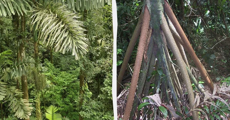 В Панаме растет пальма, умеющая "ходить"