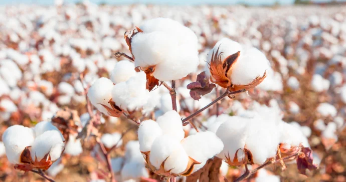 Pambıq istehsalı artıb Bu rayonlar liderdir