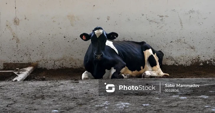 Когда откроются животноводческие рынки в Азербайджане? ЗАЯВЛЕНИЕ АПБА