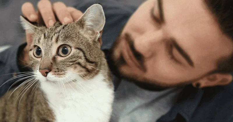 Pişiklərlə bağlı İLGİNC ARAŞDIRMA kişilərə...