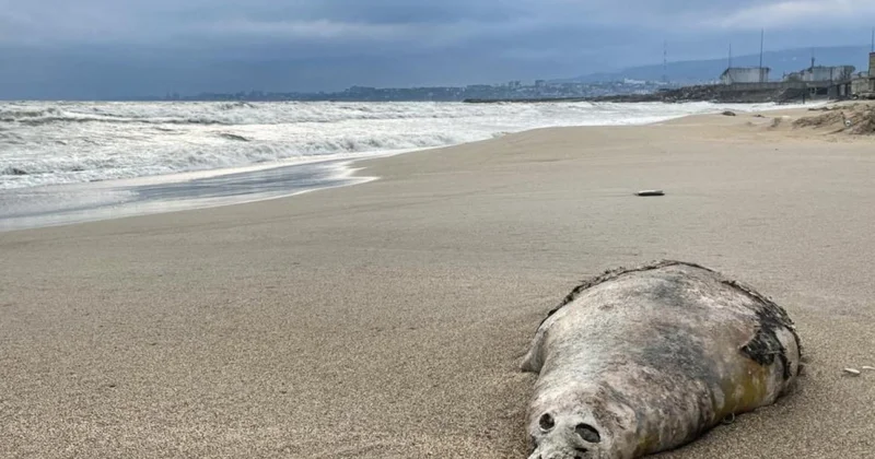 Xəzər dənizinin sahilində yüzlərlə suiti cəsədi aşkarlandı