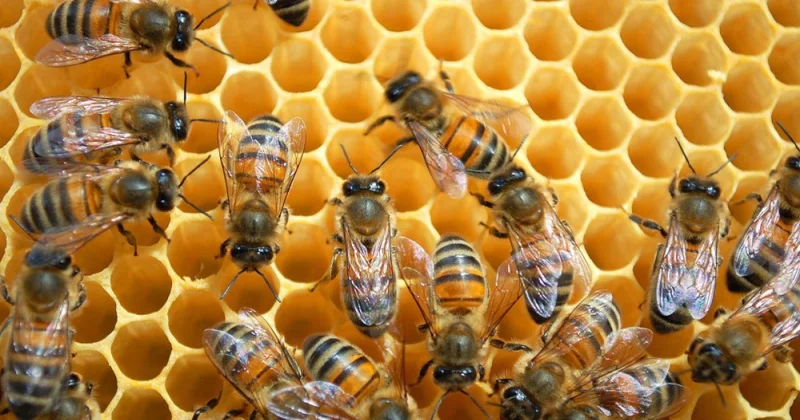 Daha 4 arı cinsinin rayonlaşdırılması qaydası müəyyənləşib