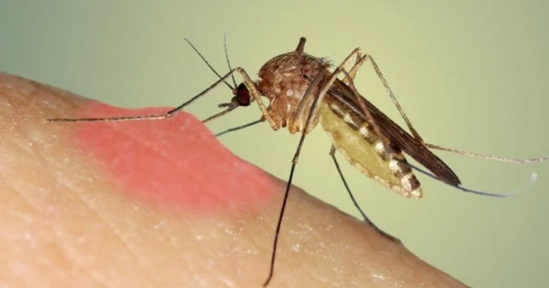 Kubada onlarla insan yayılan viruslardan ölüb KONKRET