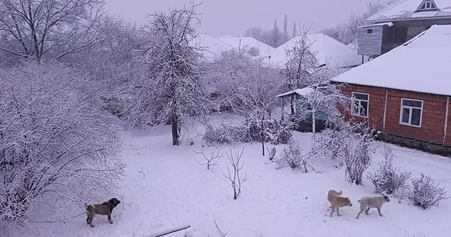 Azərbaycanın 4 rayonuna qar yağır FAKTİKİ HAVA