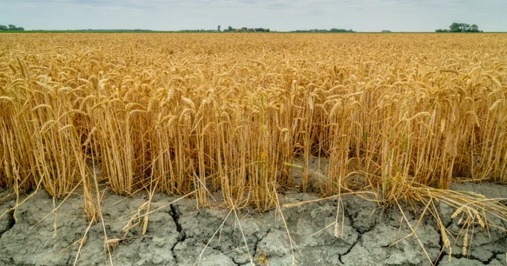 Аномальная осень без дождей: чем это грозит сельскому хозяйству Азербайджана