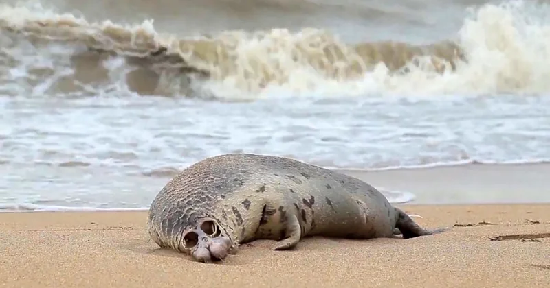 В Дагестане на берегу Каспия нашли более 320 мертвых тюленей