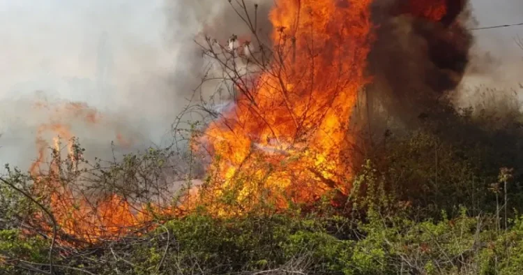 Cəlilabadda təsərrüfat ərazisində yanğın söndürüldü YENİLƏNİB