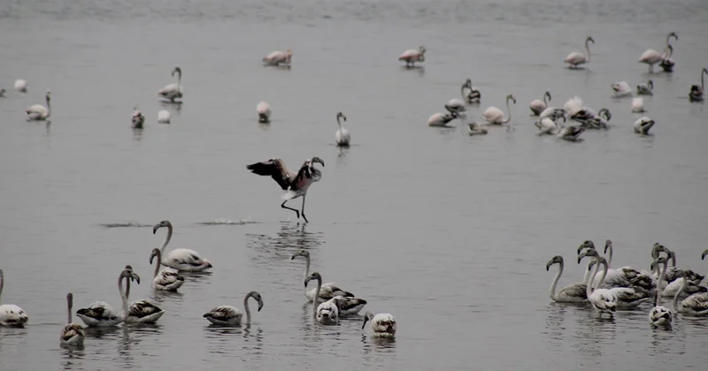 Flaminqolar Mahmudçalada Fotolar