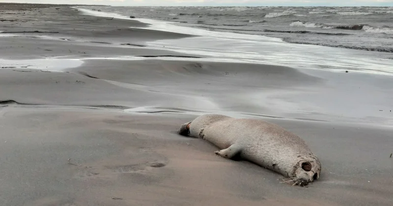 Xəzər sahilində yenidən ölü suitilər aşkar edilib