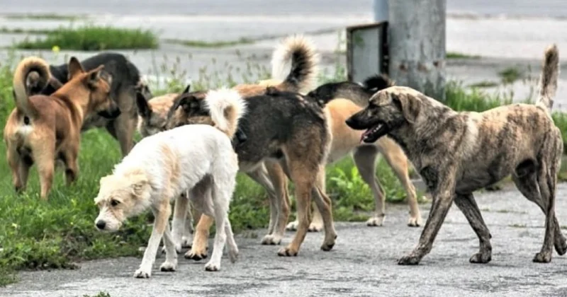 Masazırda sahibsiz it problemi: Valideynlər qorxu içində
