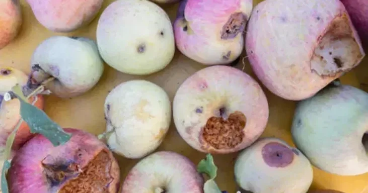 Almalar uzun müddət təravətli qala bilər