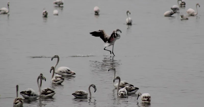 Фламинго массово прилетели в Билясувар фото