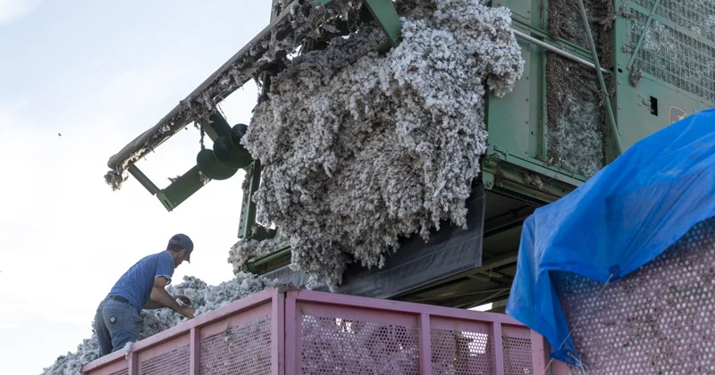 Sahələrdən neçə ton pampıq yığılıb? FOTOLAR