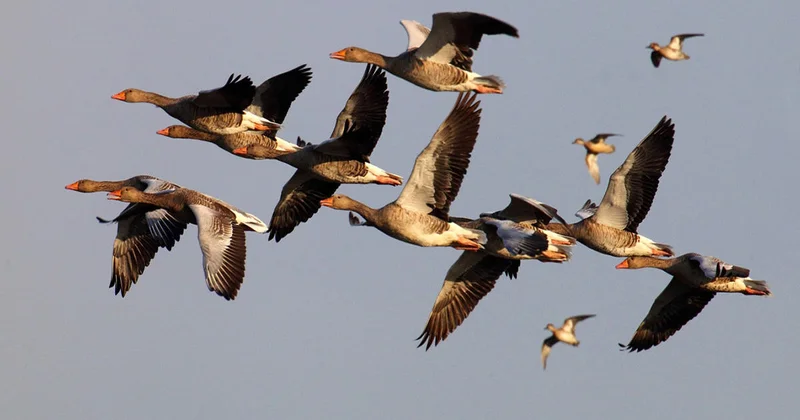 İnsanlar quşların nəslini kəsir