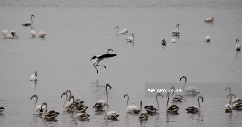 Biləsuvarda flaminqoların vaxtından əvvəl miqrasiyası qeydə alınıb FOTO