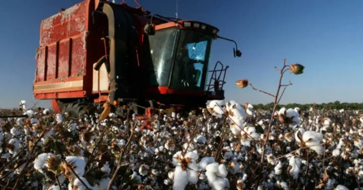 Pambıq yığımı yekun mərhələdə İndiyədək 345 min ton xam pambıq toplanıb
