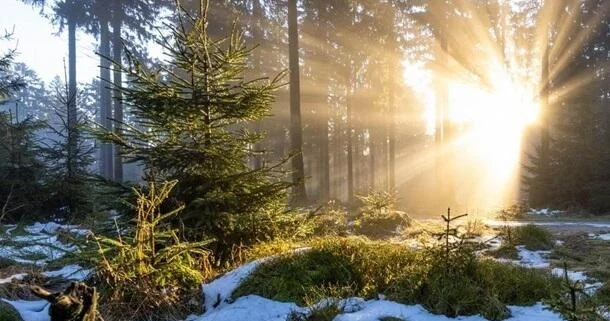 Раскрыта опасность теплой погоды в декабре