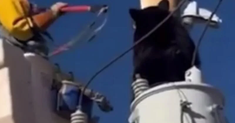 В США медведя спасли от линий электропередач ВИДЕО