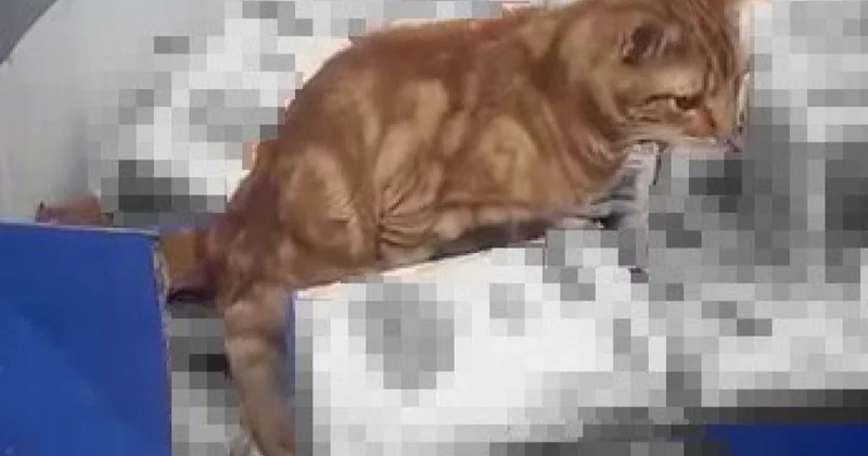 Mağazada ürəkbulandıran görüntülər VİDEO