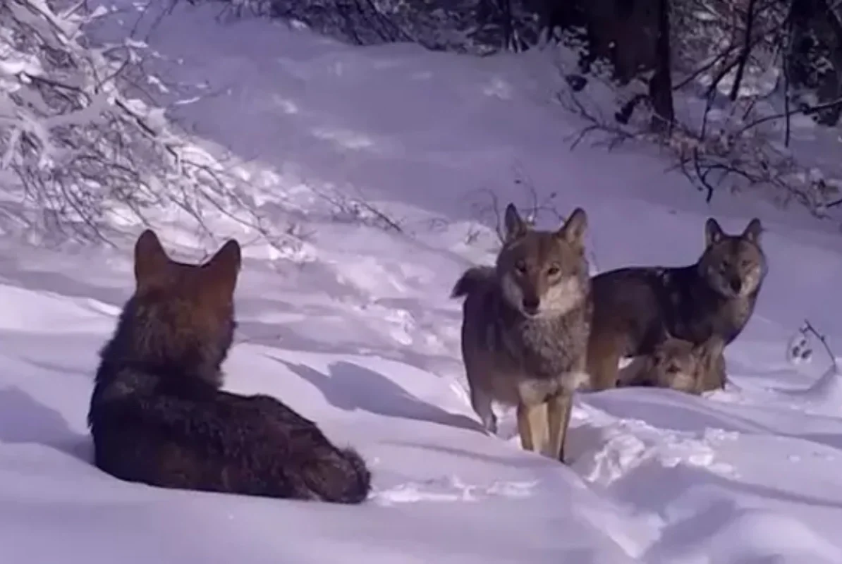 Türkiyədən maraqlı kadrlar: Canavar sürüsü göründü