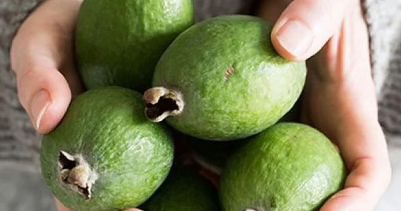 Yodla zəngin feyxoa möcüzəsi Zobun, prostatın dərmandır