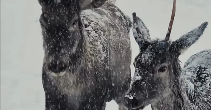 Maral sürüsünün qarlı havada maraqlı görüntüləri VİDEO