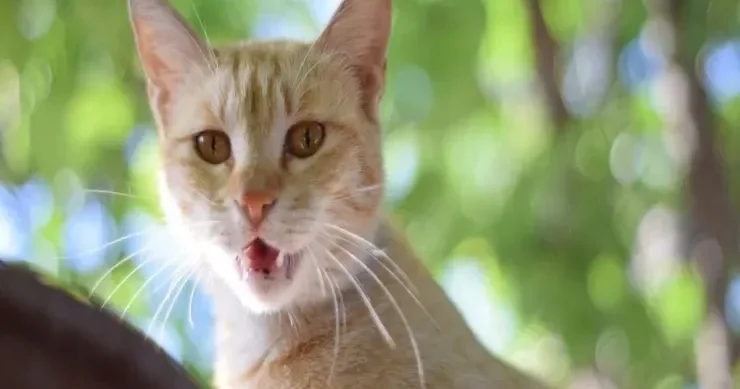 Pişiklərin təhlükə barədə xəbərdarlıq etdiyi 7 siqnal