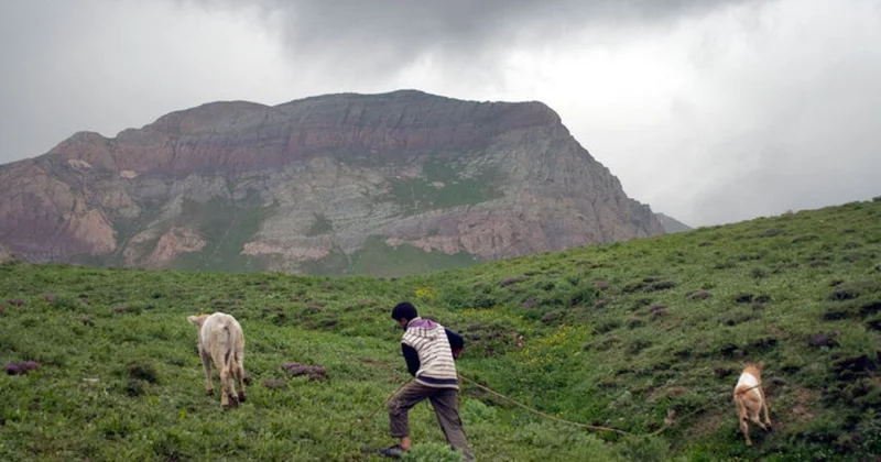 Mingəçevirdə çoban quyuya düşdü