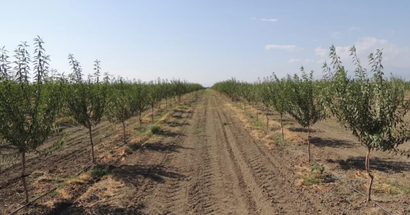 2025 ci ildə Tərtərdə 482,8 hektar sahədə yeni meyvə bağları salınıb