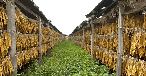 Azərbaycan tütün ixracından qazancını təxminən 12 % artırıb