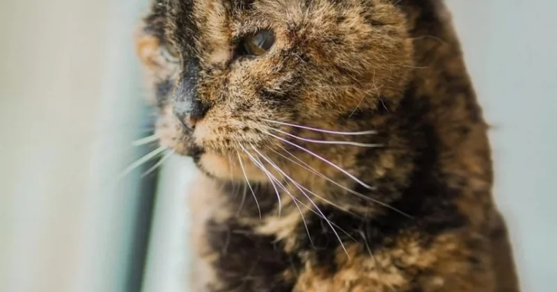 Flossie 30 yaşını “qeyd edir”...