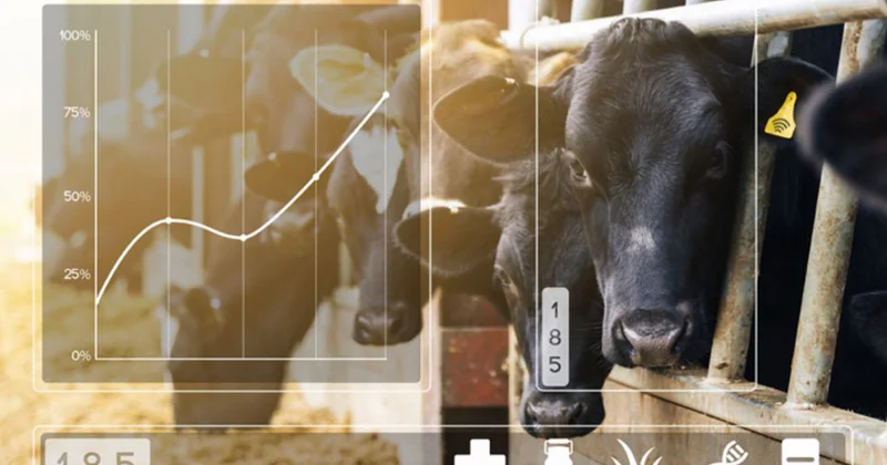 “Ölkənin ən məhsuldar fermasıdır” 1 inəkdən 40 litrdən çox süd alırlar