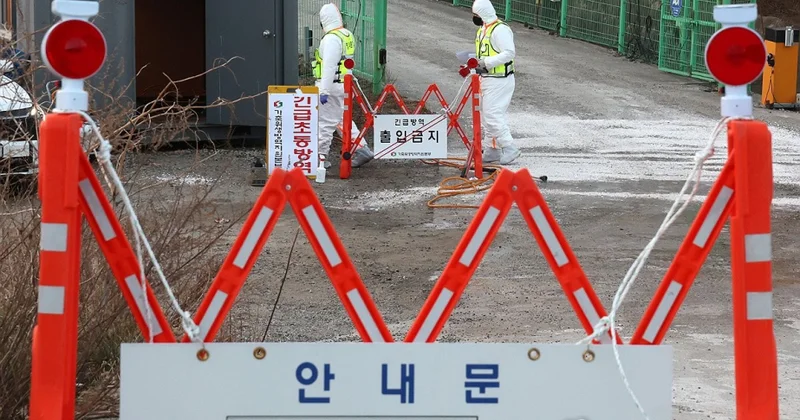 Cənubi Koreyada Afrika donuz taununa 6 cı yoluxma faktı təsdiqlənib