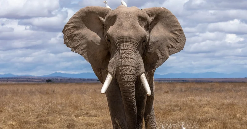 Tailandda vəhşi fil turistə hücum edib