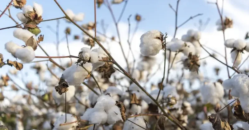 Azərbaycanda istehsal olunan pambığın ixrac səbəbi açıqlanıb