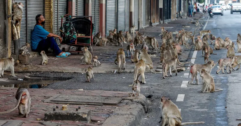 Российским туристам запретили прикасаться к животным за рубежом